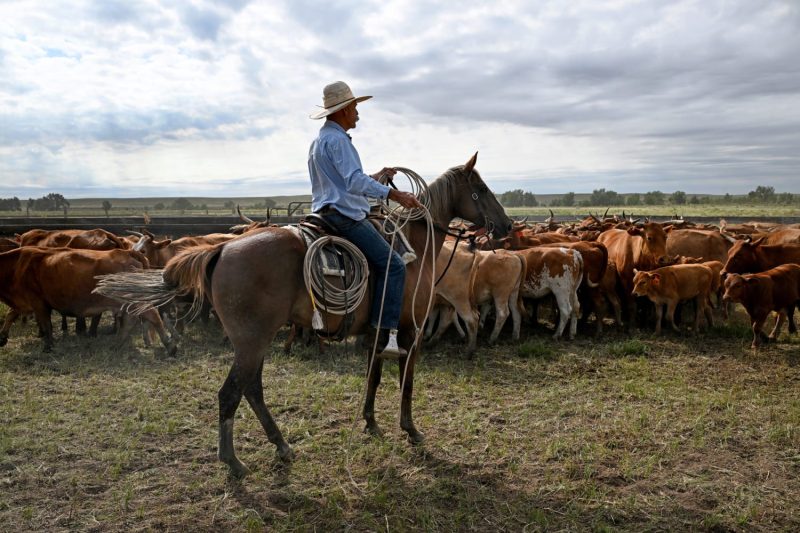 <p id='anchor-07cd31' class='body-graf'>The American cattle ranching industry is blasting President Donald Trump’s proposal to purchase beef from Argentina in an effort to lower supermarket beef prices.</p>
<p id='anchor-6c4026' class='body-graf'>“This plan only creates chaos at a critical time of the year for American cattle producers, while doing nothing to lower grocery store prices,” Colin Woodall, CEO of the National Cattlemen’s Beef Association, said in a statement Monday. </p>
<div id='taboolaReadMoreBelow'></div>
<p id='anchor-6816da' class='body-graf'>Wyoming-based cattle operation Meriwether Farms addressed Trump directly in a social media post Monday.</p>
<p id='anchor-002f0e' class='body-graf'>“We love you and support you — but your suggestion to buy beef from Argentina to stabilize beef prices would be an absolute betrayal to the American cattle rancher,” the farm wrote on X.</p>
<p id='anchor-def512' class='body-graf'>By midday Tuesday, the post had already received 4 million views. A representative for Meriwether Farms did not immediately respond to a request for comment. </p>
<p id='anchor-8f744b' class='body-graf'>Trump floated purchasing beef from the South American nation Sunday aboard Air Force One to push down U.S. beef prices by increasing the overall supply. </p>
<p id='anchor-43eee1' class='body-graf'>‘We would buy some beef from Argentina,’ he told reporters, ‘If we do that, that will bring our beef prices down.’</p>
<p id='anchor-80843c' class='body-graf'>Beef prices have hit record highs this year, according to data from the Bureau of Labor Statistics,<strong> </strong>fueled in part by depleted herd counts and steady demand from U.S. consumers.</p>
<p></p>
<div>This post appeared first on NBC NEWS</div>
<br>